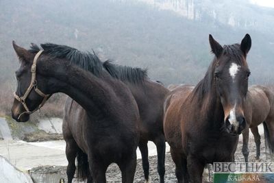 В Чечне установлен мировой рекорд количества лошадей в конном походе 