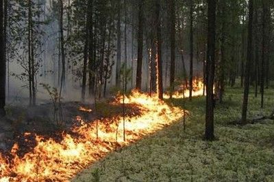 В Тарасовском районе Дона горит уже 1,3 тыс га леса