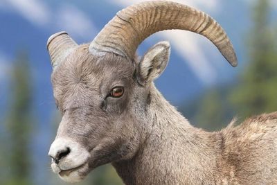 Краснокнижного козла спасли в горах Грузии