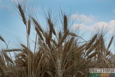 Ставропольские аграрии собрали 65% выращенного зерна 