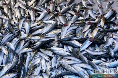 В Дагестане появится рыбный порт и мощности по переработке рыбы