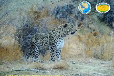 Леопард попал в фотоловушку в Казахстане
