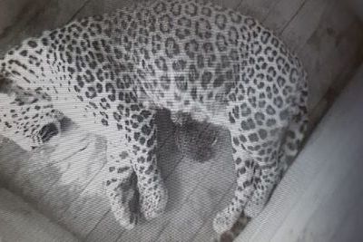 Взрослая пара леопардов в Сочи принесла потомство