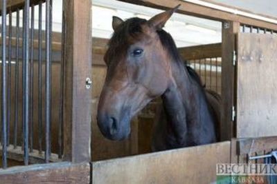 Лошадь в зоопарке откусила девочке палец в Симферополе