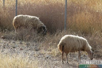 Удар молнии убил свыше 500 овец в Грузии