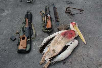 Краснокнижную птицу года убил браконьер в Казахстане