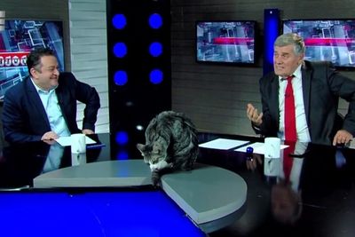 Грузинский кот-&quot;тележурналист&quot; прославился на весь мир (ВИДЕО)