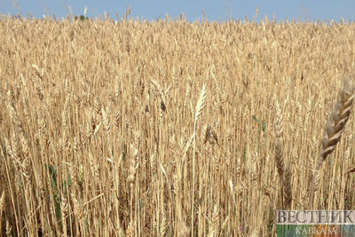 Крымские хлеборобы собрали первый миллион тонн зерна
