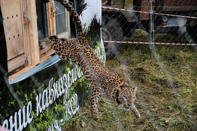 Спустя 15-20 лет легендарные леопарды снова заселят Северный Кавказ