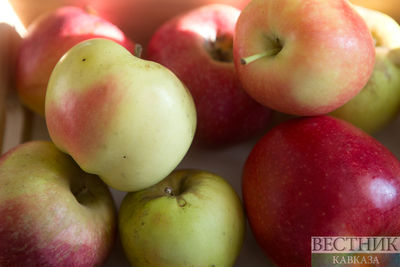 Карачаево-Черкесия на 20% нарастит урожай яблок