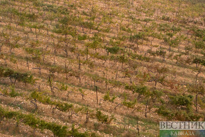 Кубанским виноградарям прочат пятилетнюю зависимость от импортных саженцев