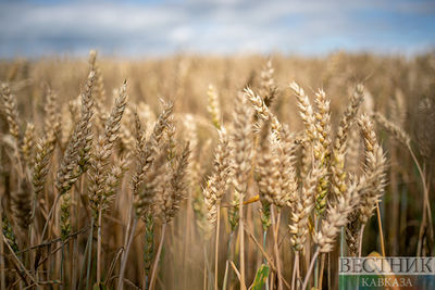 Крымские хлеборобы в полтора раза нарастили урожай зерновых