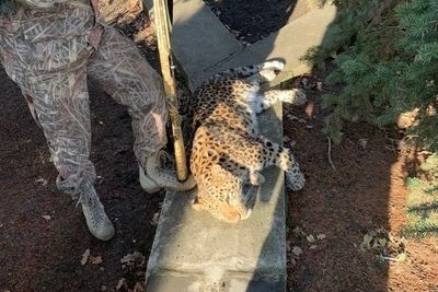 На Ставрополье застрелили сбежавшего леопарда