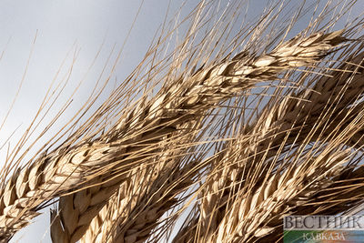 Россия запрещает экспорт твердой пшеницы