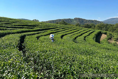 Чайные плантации в Сочи посетило рекордное число туристов