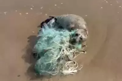 Попавшему в ловушку малышу тюленя пришли на помощь в Дагестане